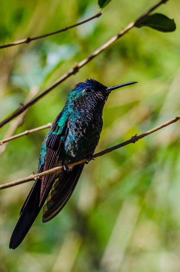 Chale Recanto Dos Pinheiros Alojamento Monte Verde (Minas Gerais)